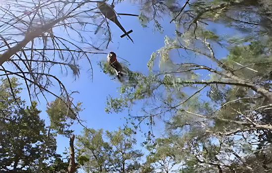 VIDEO: Daring Rescue in Sonoma Mountain Regional Park: CHP Air Unit and Firefighters Save Injured Hiker