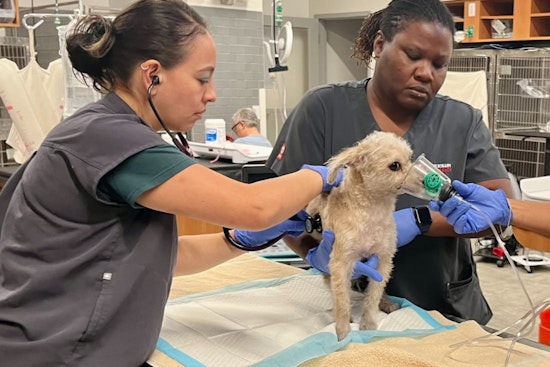 DC Firefighters Save Eight Dogs from Blaze, Revive One with CPR
