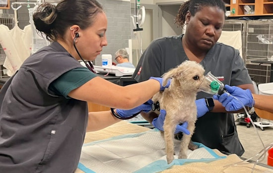 DC Firefighters Save Eight Dogs from Blaze, Revive One with CPR