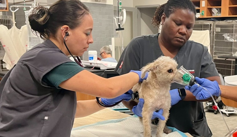 DC Firefighters Save Eight Dogs from Blaze, Revive One with CPR