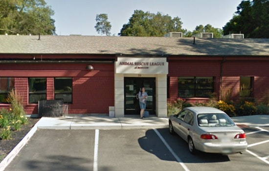 Dedham Owner Cited for Leaving Huskies Tied to Car in Hot Parking Lot Amid Towering Temperatures