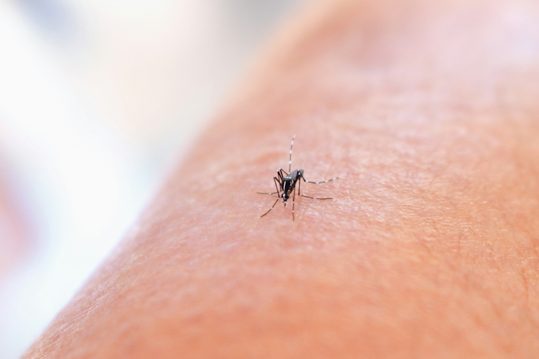 Denton County Reports First West Nile Virus Death and Second Human Case This Year