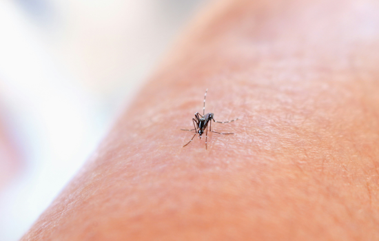 Denton County Reports First West Nile Virus Death and Second Human Case This Year