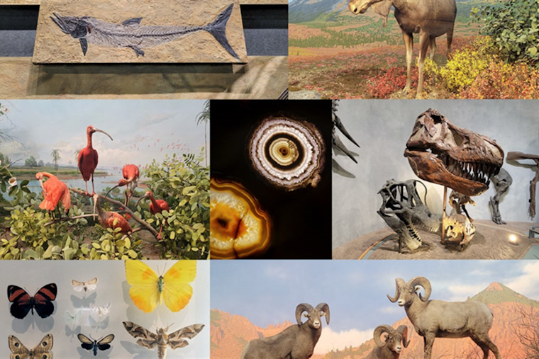 Denver Museum of Nature & Science Pledges Revamp After Audit Unveils Inventory and Emergency Protocol Flaws