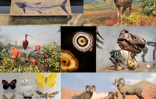 Denver Museum of Nature & Science Pledges Revamp After Audit Unveils Inventory and Emergency Protocol Flaws