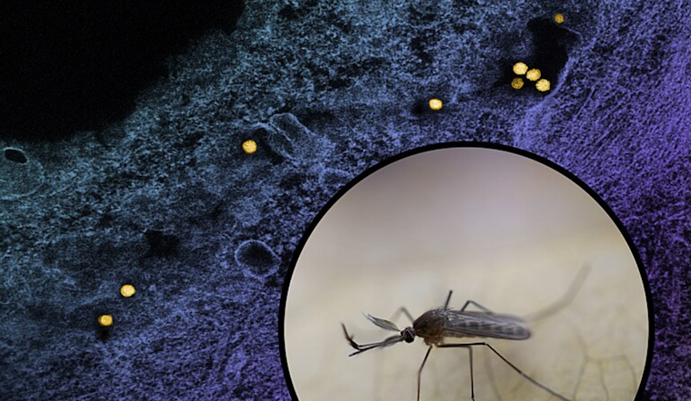 Denver Public Health Officials Urge Precautions as West Nile Virus Case Emerges