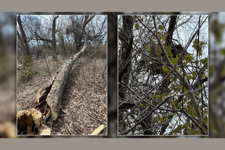 Destroyed Bald Eagle Nest in Sherman, North Texas, Sparks $15,000 Reward for Conviction of Perpetrators