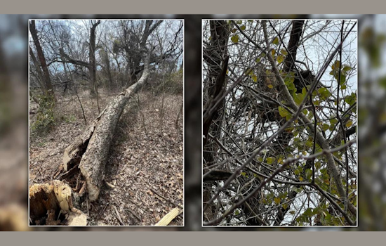 Destroyed Bald Eagle Nest in Sherman, North Texas, Sparks $15,000 Reward for Conviction of Perpetrators