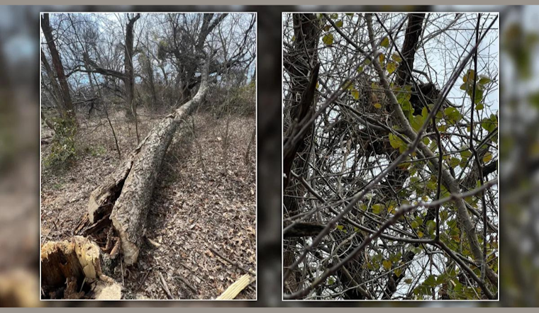 Destroyed Bald Eagle Nest in Sherman, North Texas, Sparks $15,000 Reward for Conviction of Perpetrators