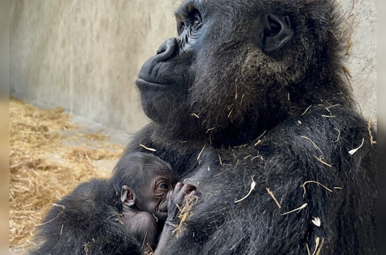 Detroit Zoo Invites Public to Name First Female Baby Gorilla Through Charitable Contest