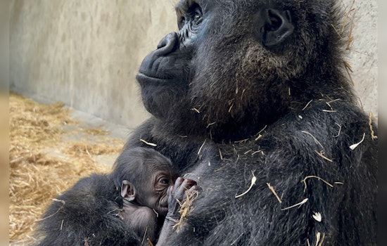 Detroit Zoo Invites Public to Name First Female Baby Gorilla Through Charitable Contest