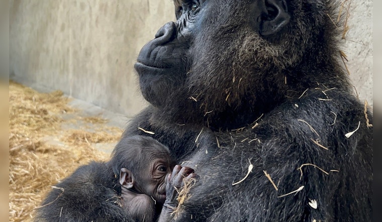 Detroit Zoo Invites Public to Name First Female Baby Gorilla Through Charitable Contest
