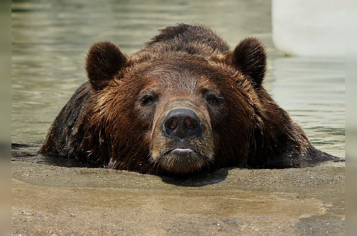 Detroit Zoo Mourns Loss of Beloved Grizzly Bear Mike After Health