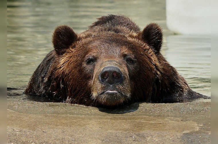 Detroit Zoo Mourns Loss of Beloved Grizzly Bear Mike After Health Struggles Lead to Euthanasia