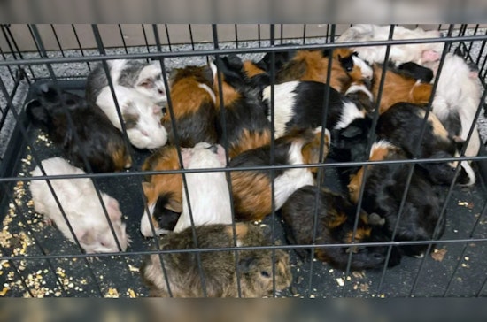 Dracut Police Investigating After 49 Guinea Pigs Found Abandoned Near Beaver Brook