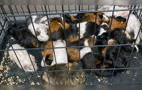 Dracut Police Investigating After 49 Guinea Pigs Found Abandoned Near Beaver Brook