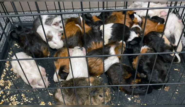 Dracut Police Investigating After 49 Guinea Pigs Found Abandoned Near Beaver Brook