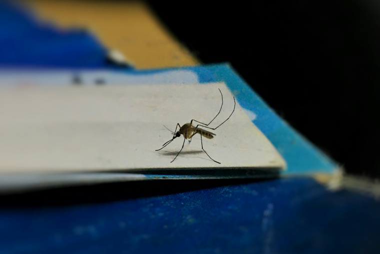 Dublin's North Zone Scheduled for Mosquito Spraying Due to West Nile Virus Concerns