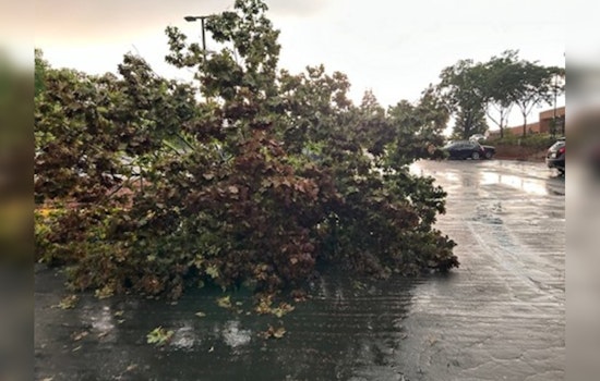 Eden Prairie Rallies Community in Clean-Up Efforts Post-Storm, City Offers Free Yard Waste Disposal
