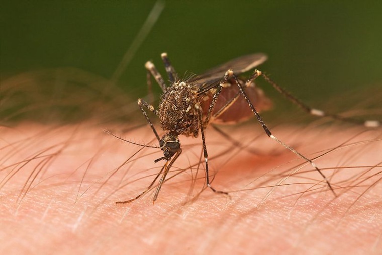 El Paso County Reports First Case of West Nile Virus in 2024, Health Officials Urge Precaution