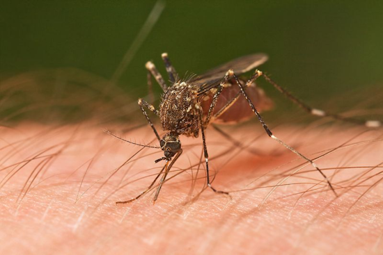 El Paso County Reports First Case of West Nile Virus in 2024, Health Officials Urge Precaution