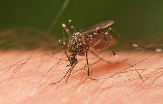 El Paso County Reports First Case of West Nile Virus in 2024, Health Officials Urge Precaution