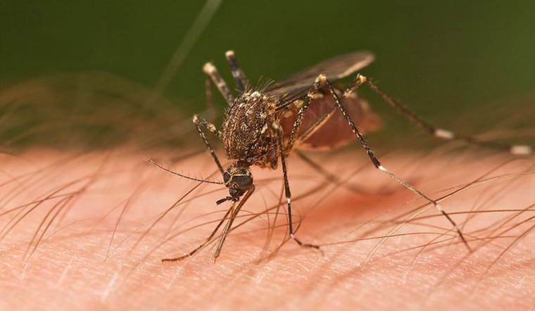 El Paso County Reports First Case of West Nile Virus in 2024, Health Officials Urge Precaution