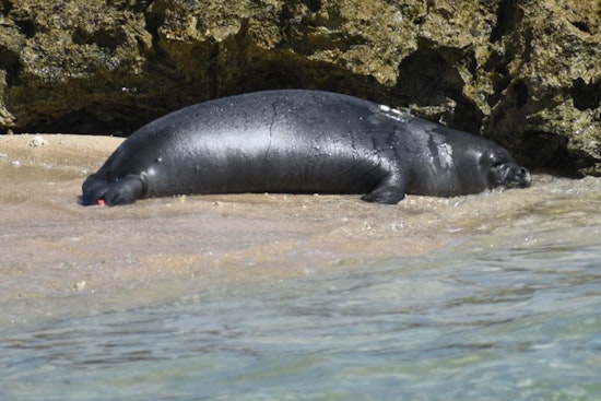 Endangered Hawaiian Monk Seal Pup 'Ili'ili Transferred to a Safer, Remote Oahu Shoreline by NOAA