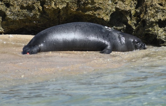 Endangered Hawaiian Monk Seal Pup 'Ili'ili Transferred to a Safer, Remote Oahu Shoreline by NOAA