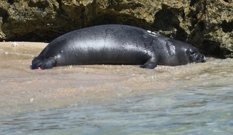Endangered Hawaiian Monk Seal Pup 'Ili'ili Transferred to a Safer, Remote Oahu Shoreline by NOAA
