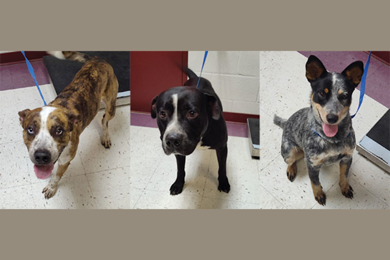 Euless Animal Shelter Hosts Fee-Free Adoption Event to 'Clear the Shelters' Aug 22-24