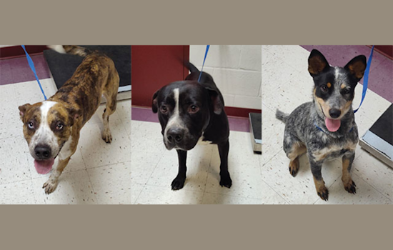 Euless Animal Shelter Hosts Fee-Free Adoption Event to 'Clear the Shelters' Aug 22-24