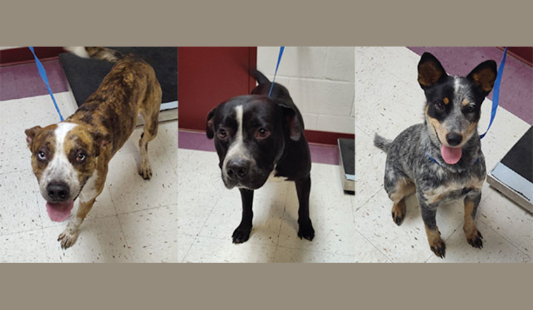 Euless Animal Shelter Hosts Fee-Free Adoption Event to 'Clear the Shelters' Aug 22-24