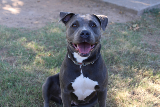 Euless Clear the Shelters Event: Free Adoptions to Ease Shelter Overcrowding August 22-24