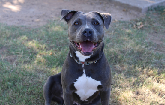 Euless Clear the Shelters Event: Free Adoptions to Ease Shelter Overcrowding August 22-24