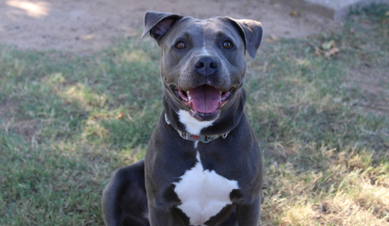 Euless Clear the Shelters Event: Free Adoptions to Ease Shelter Overcrowding August 22-24