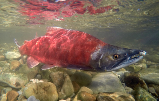 Experience the Autumn Splendor: Utah's Kokanee Salmon Turn Crimson for Spawning Season