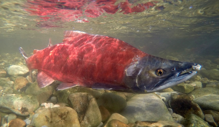 Experience the Autumn Splendor: Utah's Kokanee Salmon Turn Crimson for Spawning Season