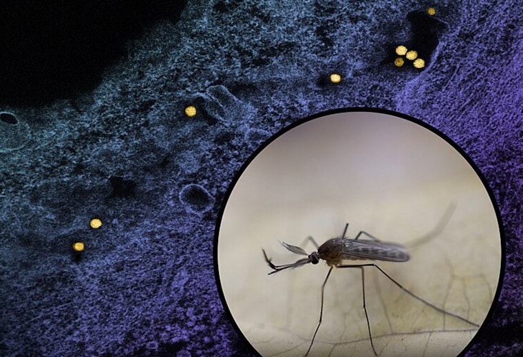 First Human West Nile Virus Infection of the Year Reported in Will County, Illinois
