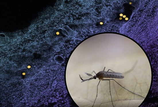 First Human West Nile Virus Infection of the Year Reported in Will County, Illinois