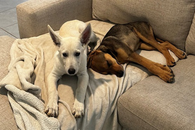 Fort Worth District Director and Family Adopt Pair of Foster Puppies, Embarking on a Lifelong Bonding Journey
