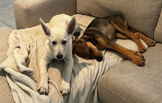 Fort Worth District Director and Family Adopt Pair of Foster Puppies, Embarking on a Lifelong Bonding Journey