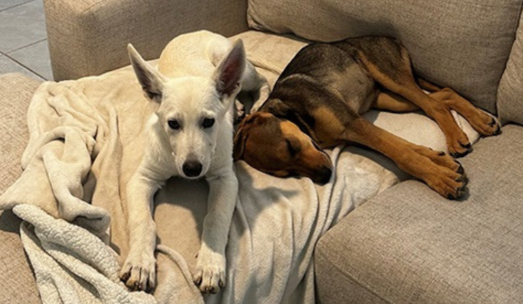Fort Worth District Director and Family Adopt Pair of Foster Puppies, Embarking on a Lifelong Bonding Journey