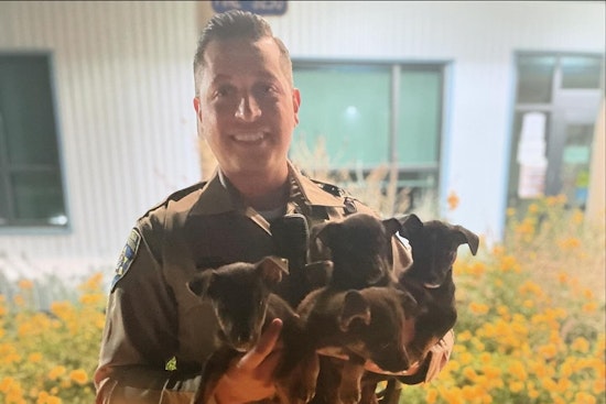 Fresno Motorist and CHP Rescue Stranded Puppies, Seeking Permanent Homes for Canine Squad