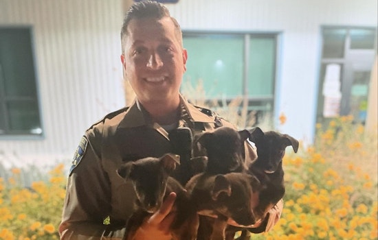 Fresno Motorist and CHP Rescue Stranded Puppies, Seeking Permanent Homes for Canine Squad
