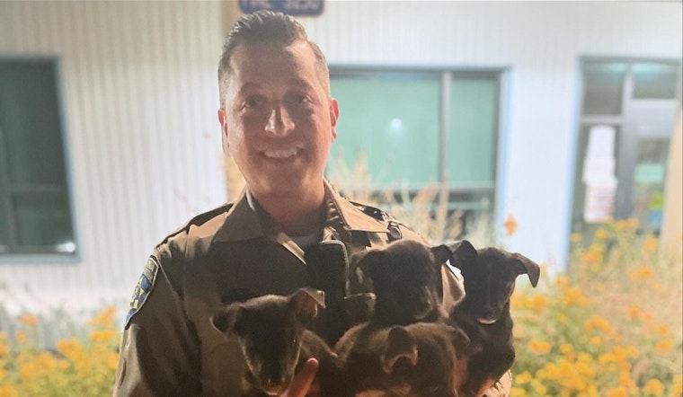 Fresno Motorist and CHP Rescue Stranded Puppies, Seeking Permanent Homes for Canine Squad
