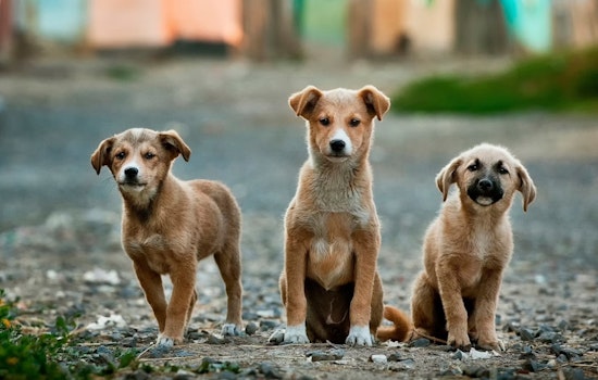 Fulton County Animal Services Faces Record Intake of Dogs, Appeals for Community Support in Adoptions and Fostering
