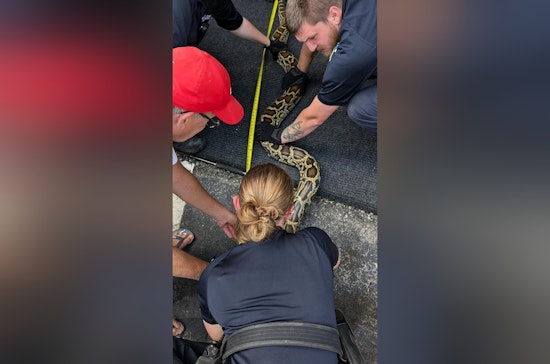 Giant Burmese Python Wrangled from Engine Compartment in Greensboro Parking Lot