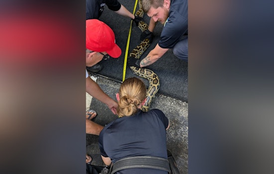 Giant Burmese Python Wrangled from Engine Compartment in Greensboro Parking Lot
