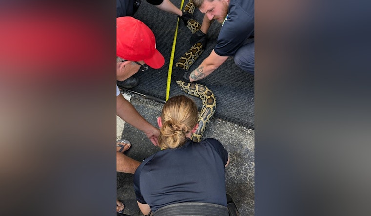 Giant Burmese Python Wrangled from Engine Compartment in Greensboro Parking Lot
